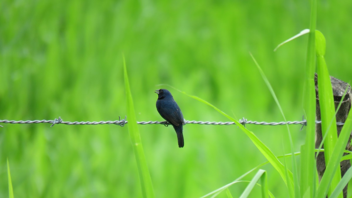 Blue-black Grassquit - ML584145791