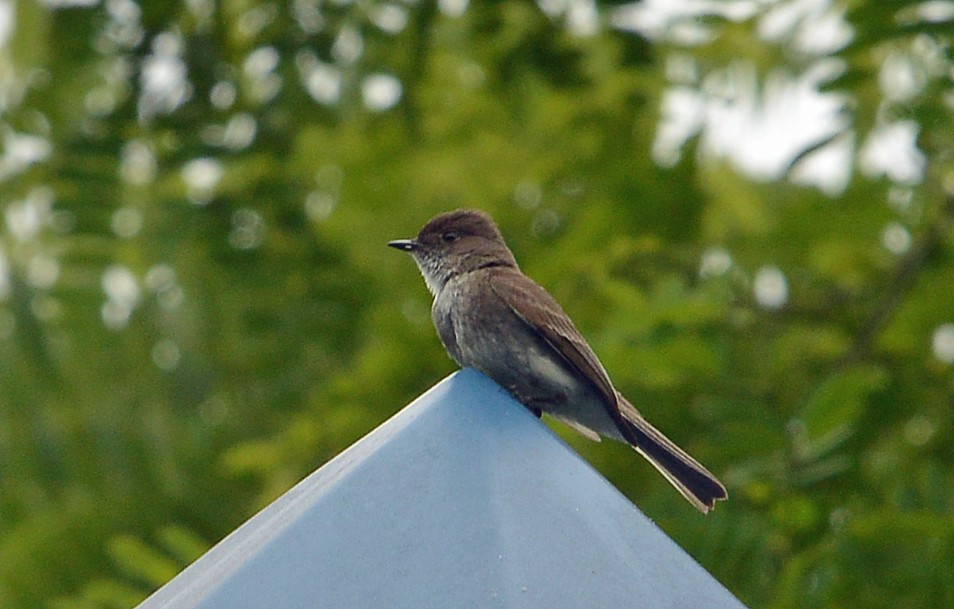 Eastern Phoebe - ML584145891