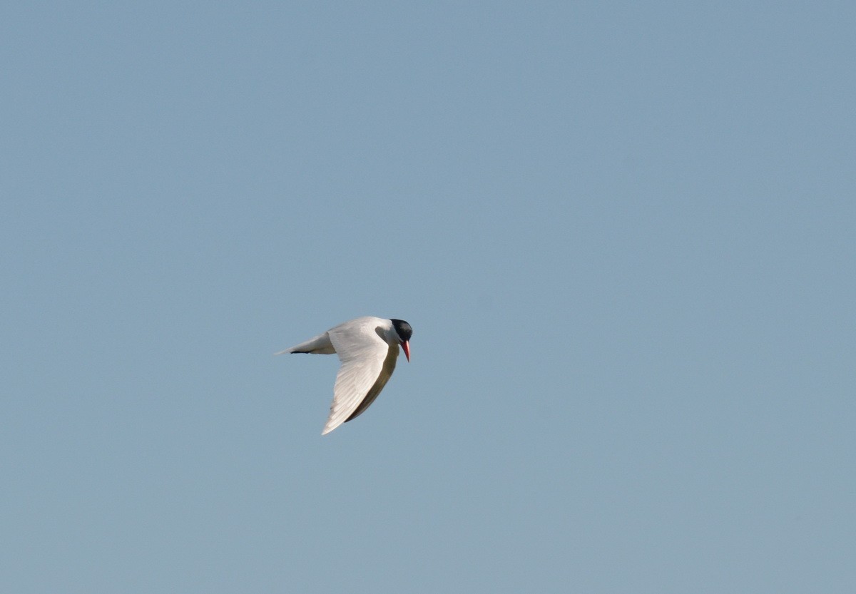 Common Tern - ML584146051