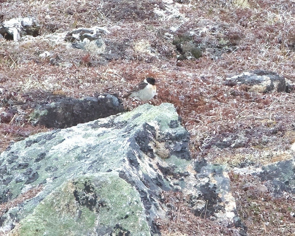 Amur Stonechat - Terence Degan