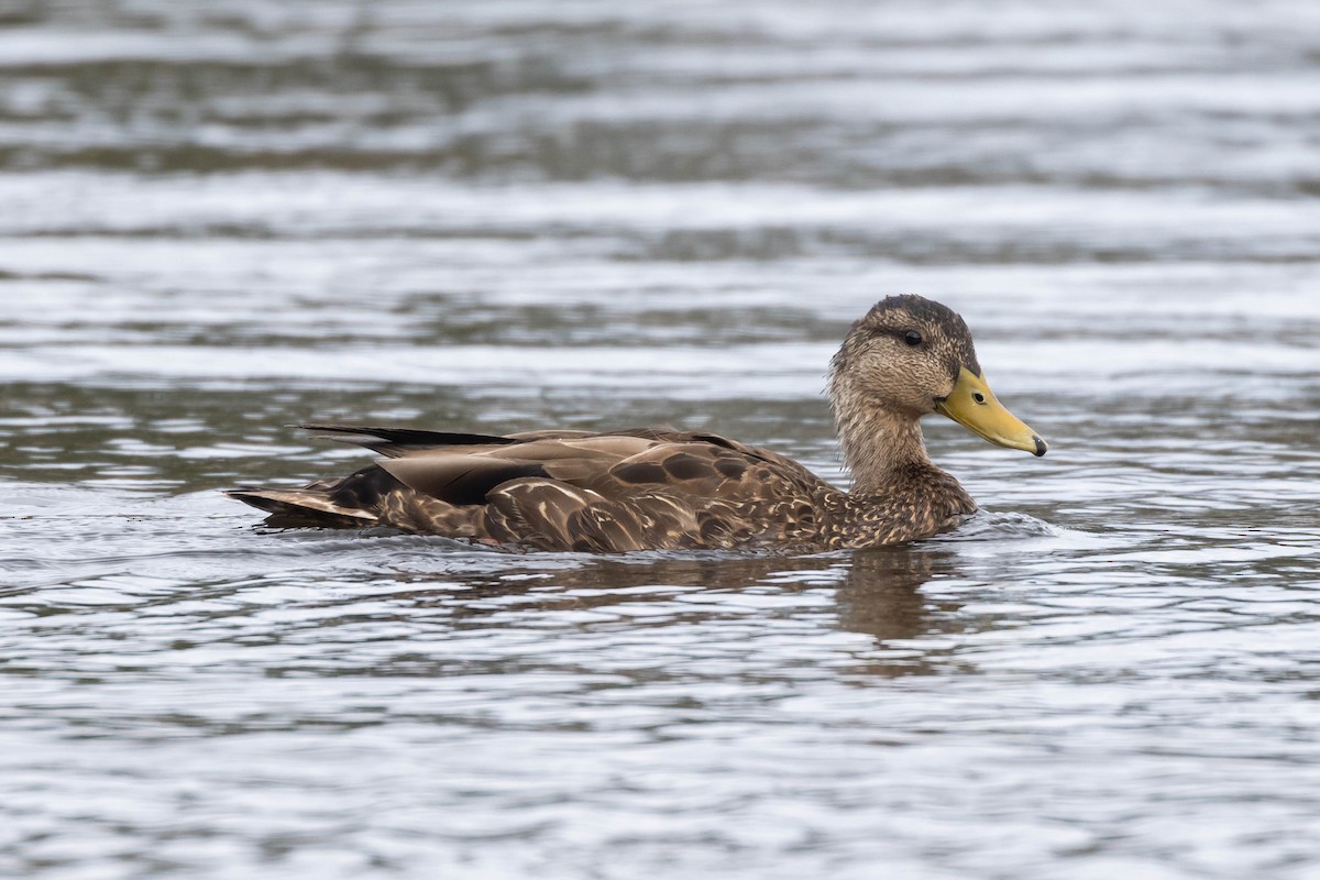 Mallard x American Black Duck (hybrid) - ML584148541