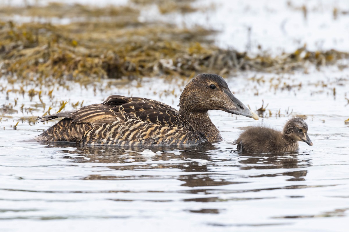 Common Eider (Dresser's) - ML584148581