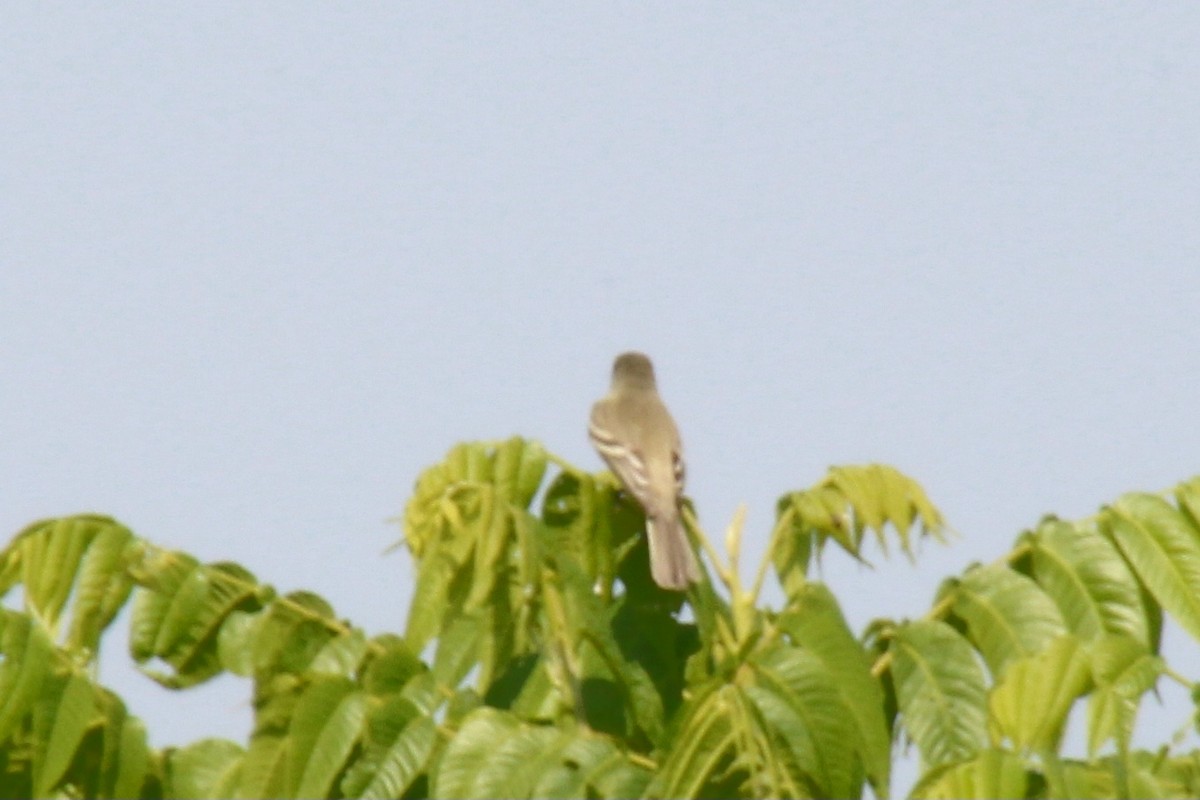 Willow Flycatcher - ML584148741