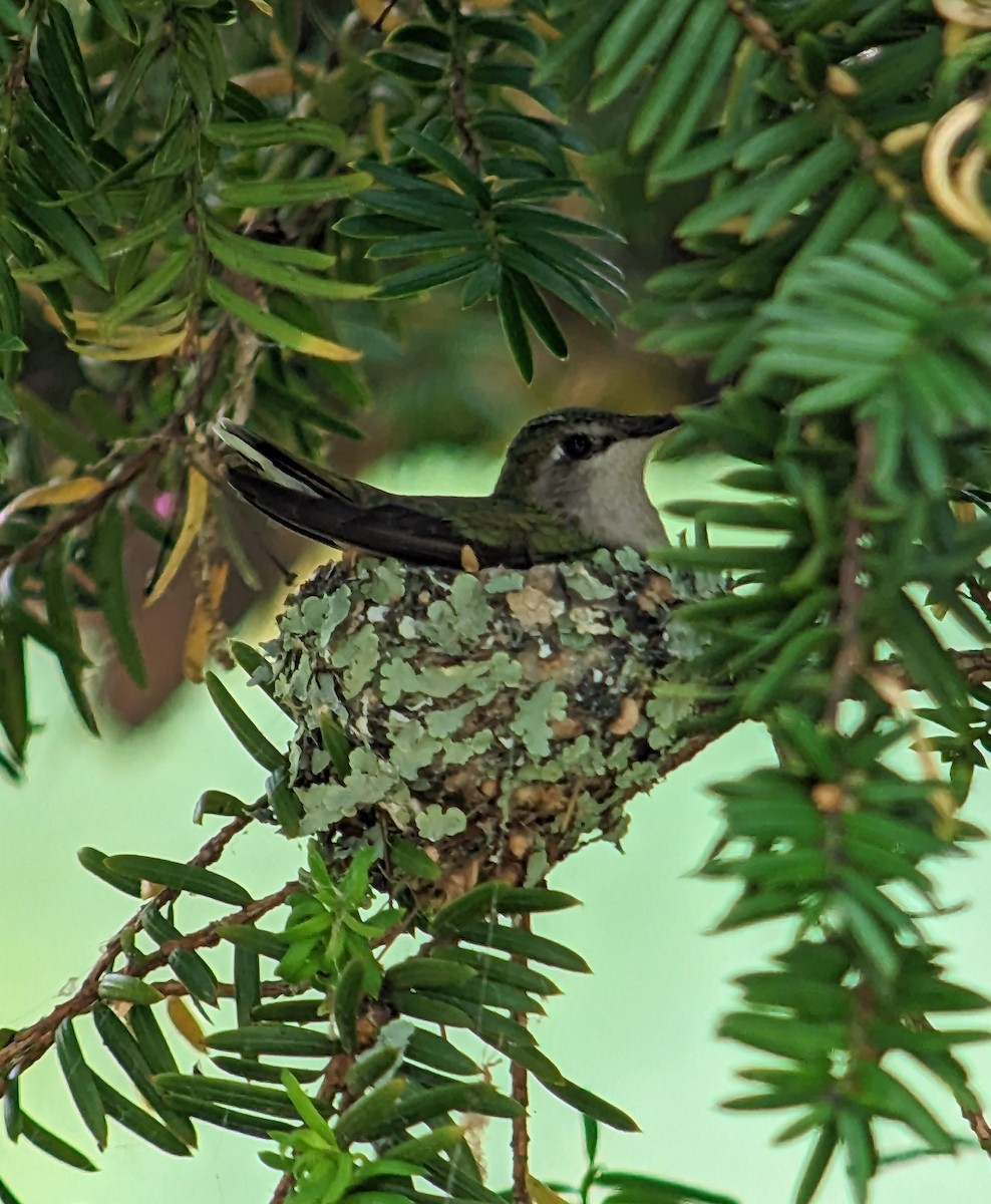 Ruby-throated Hummingbird - ML584149121