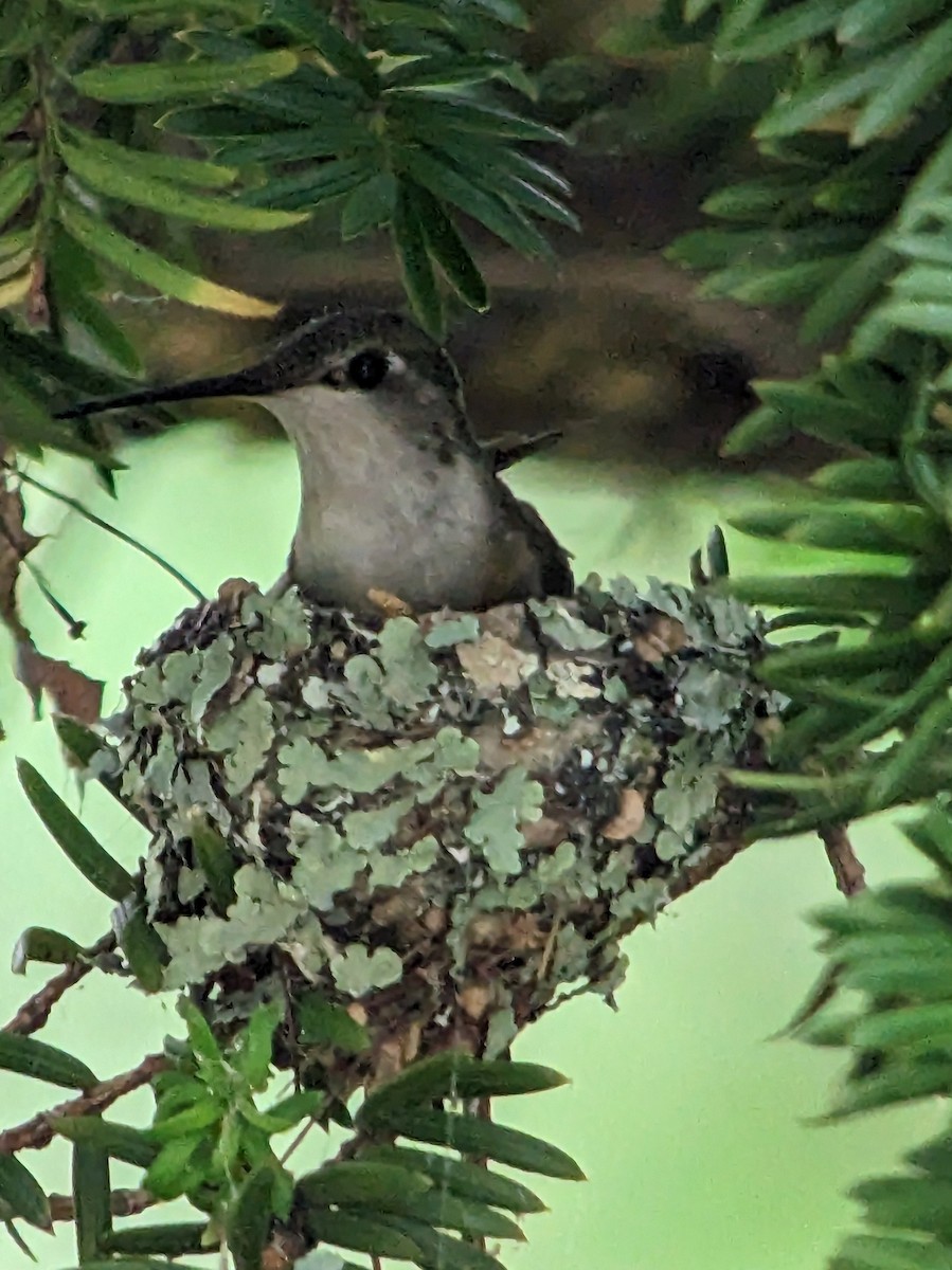 Ruby-throated Hummingbird - ML584149231