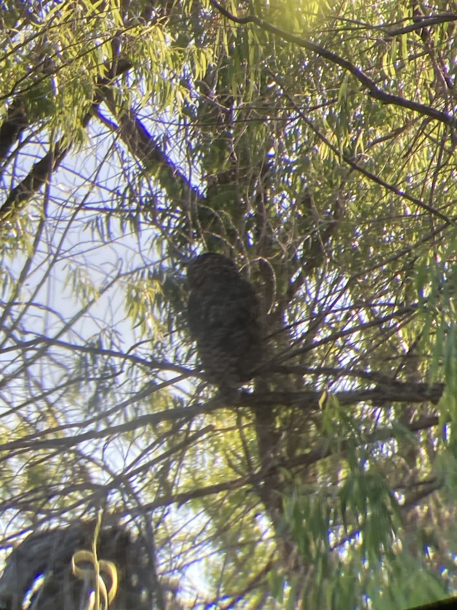 Great Horned Owl - ML584149611