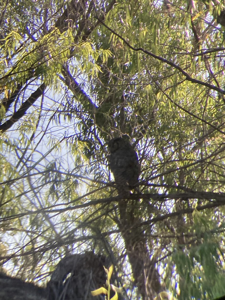 Great Horned Owl - ML584149621