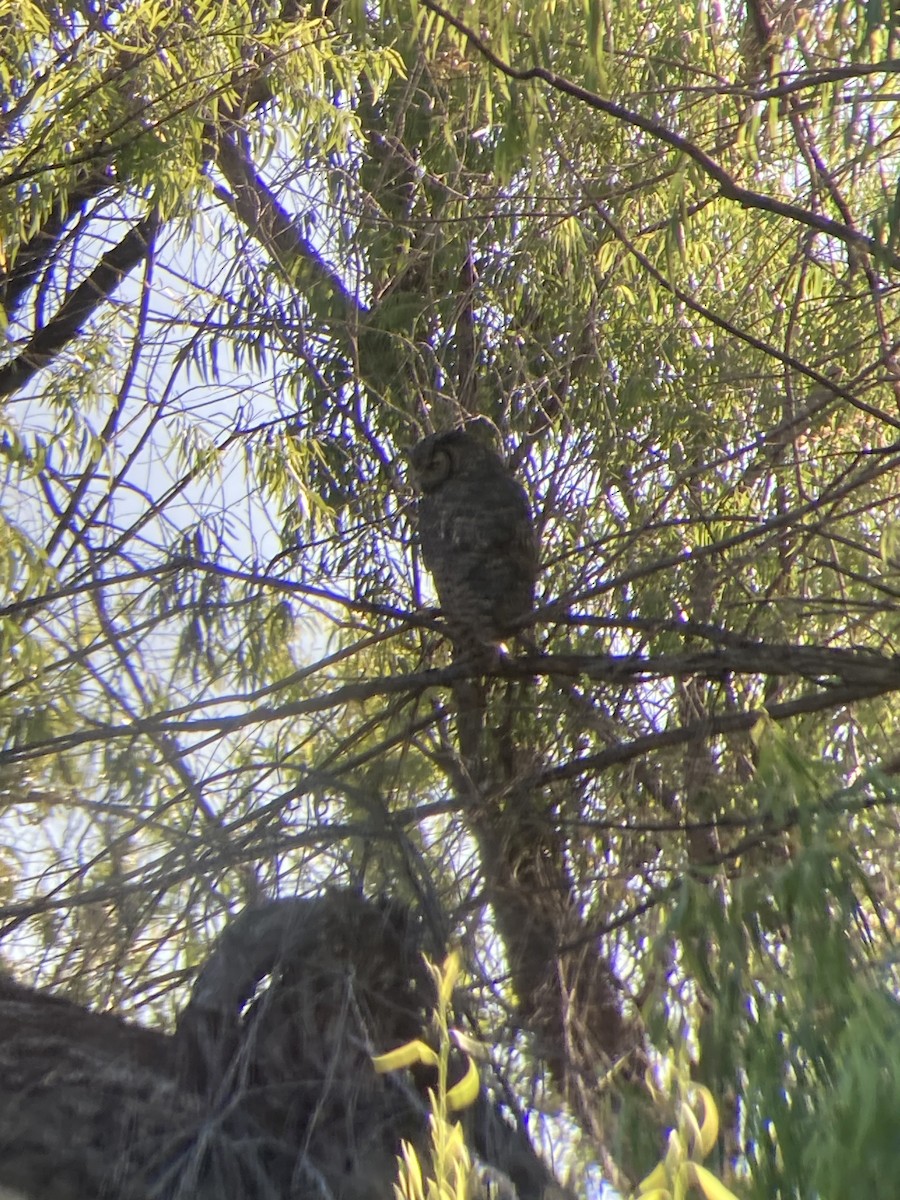 Great Horned Owl - ML584149641