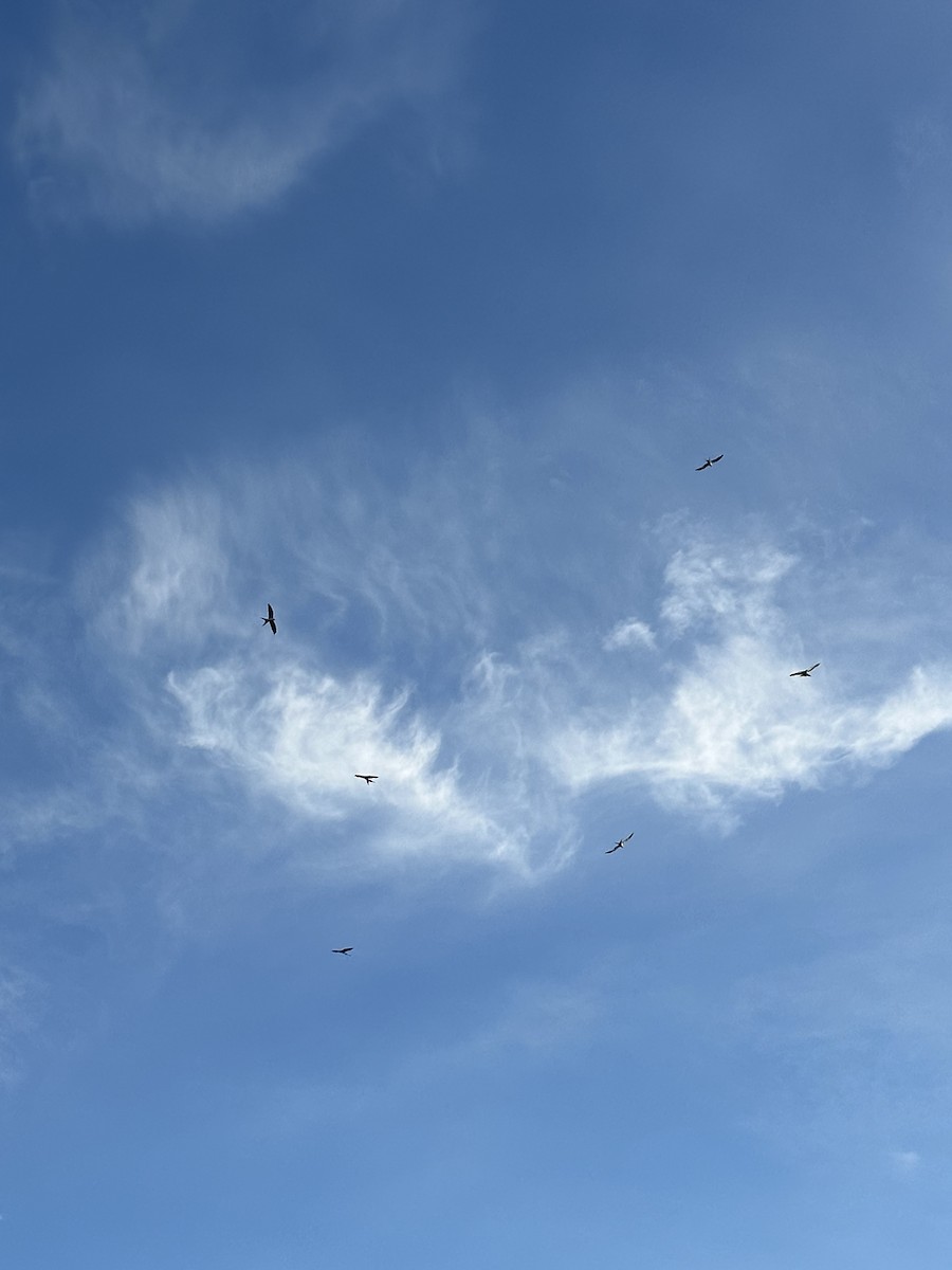 Swallow-tailed Kite - ML584149751