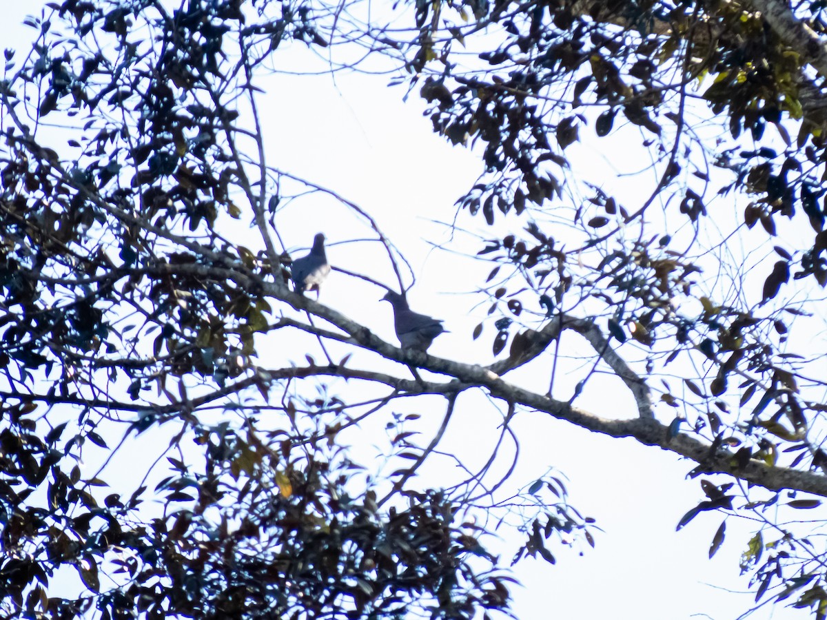 Pale-vented Pigeon - ML584150611