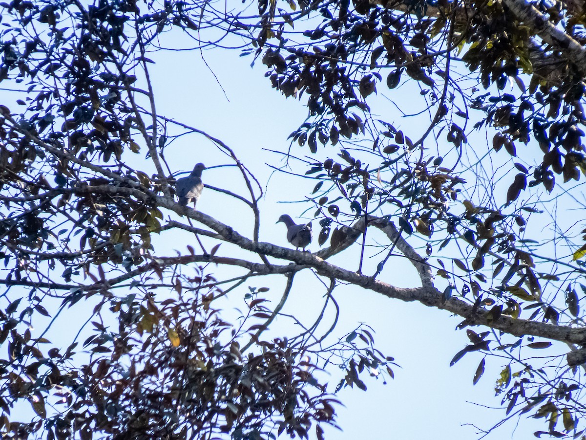 Pale-vented Pigeon - Arthur Cavalcanti