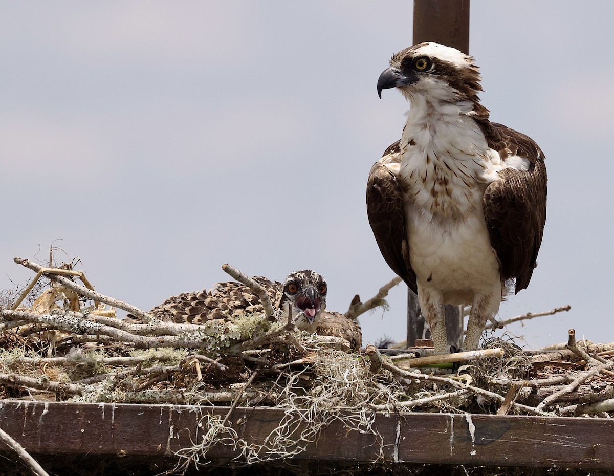 Osprey - ML584151571