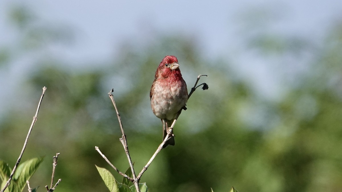 Purple Finch - ML584151621