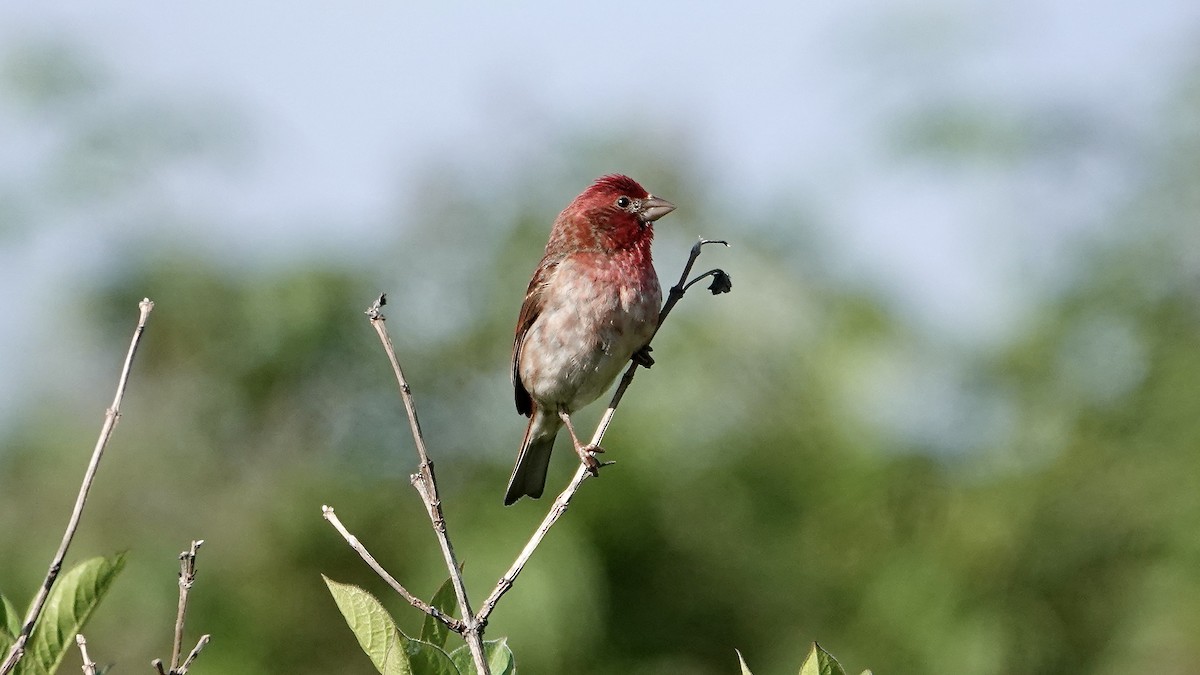 Purple Finch - ML584151631