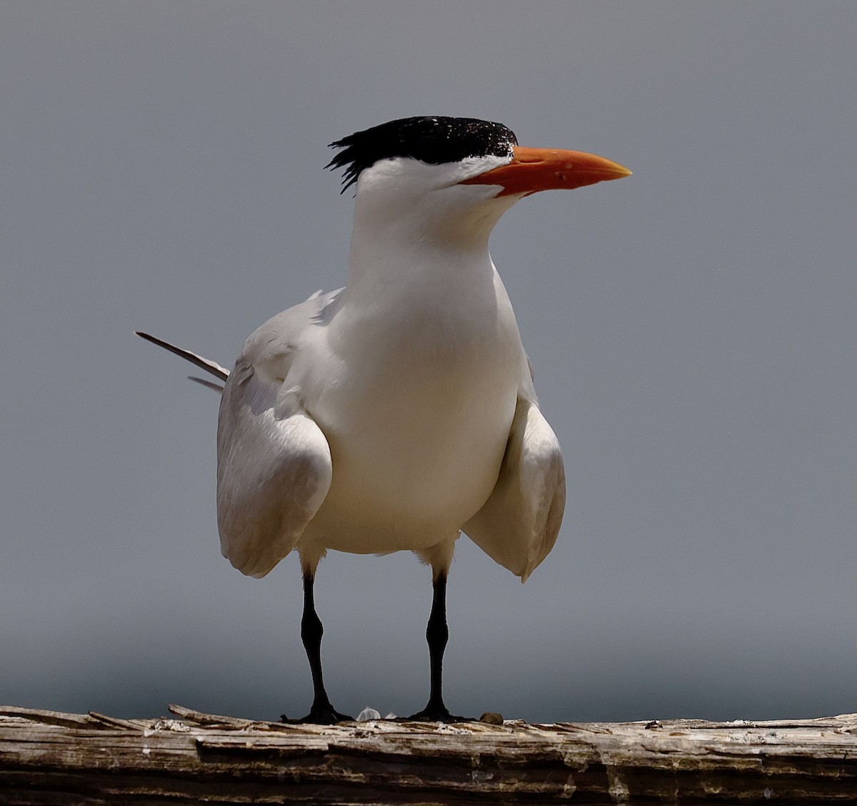 Royal Tern - ML584151881