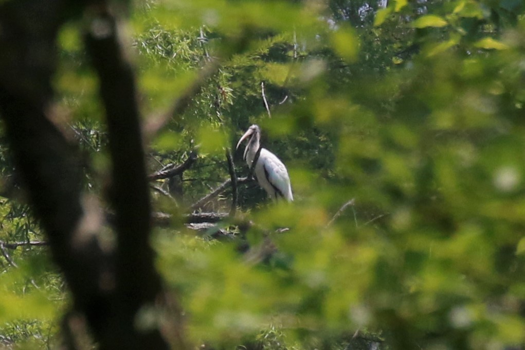 アメリカトキコウ - ML584152131