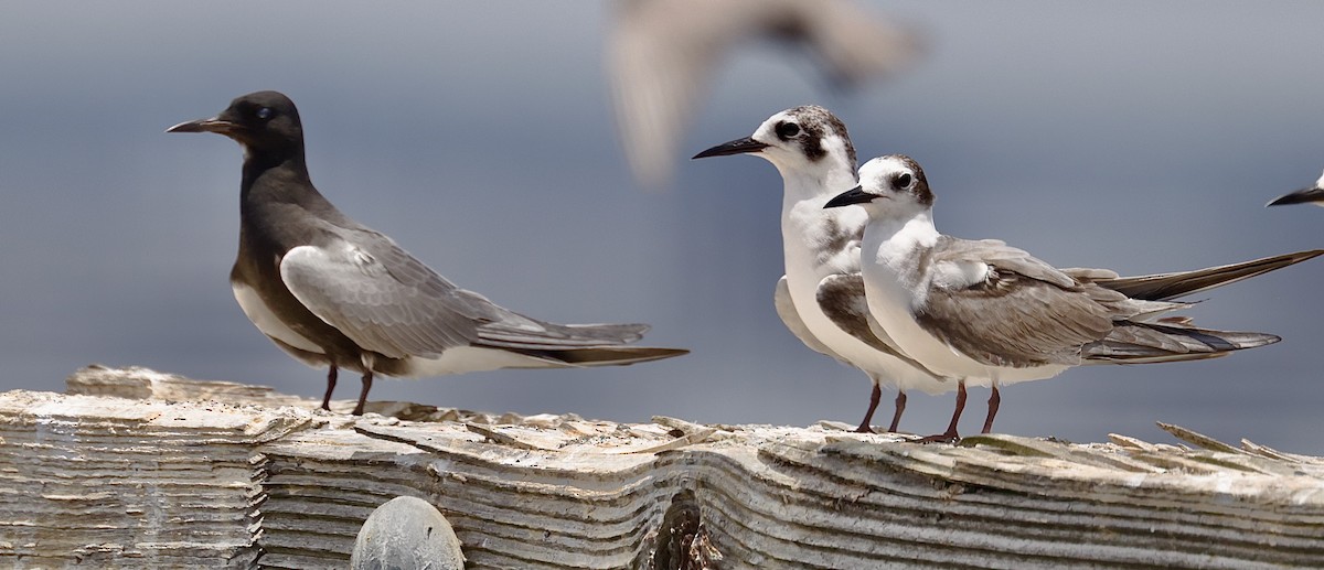 Black Tern - ML584152321