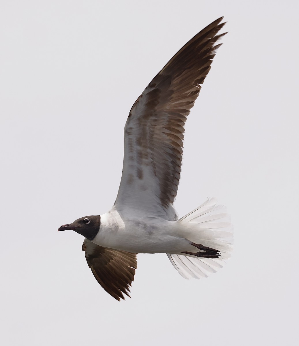 Mouette atricille - ML584152521