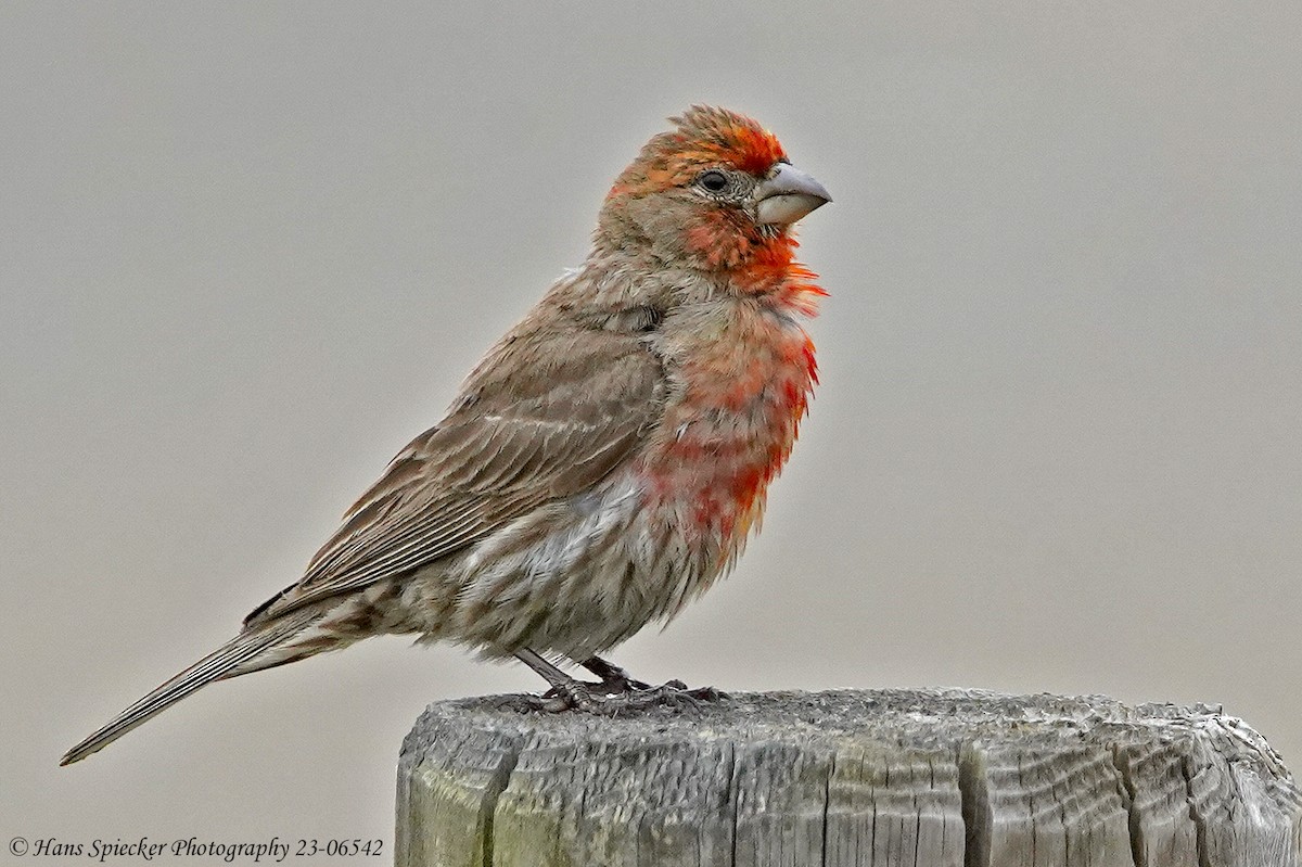 House Finch - ML584153241