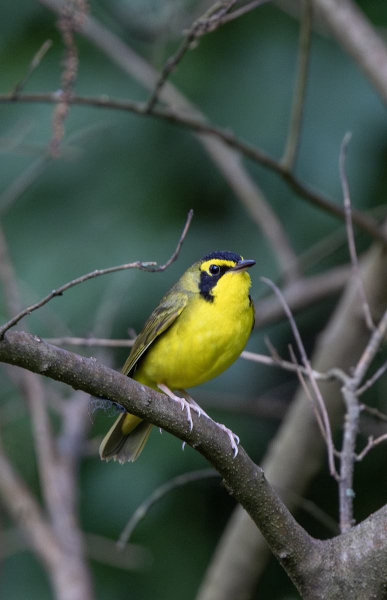 Kentucky Warbler - ML584153531