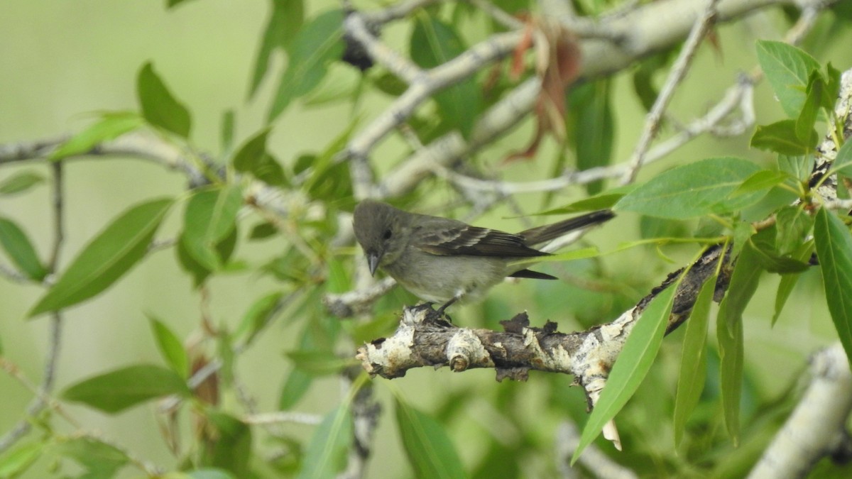 Western Wood-Pewee - ML584153891