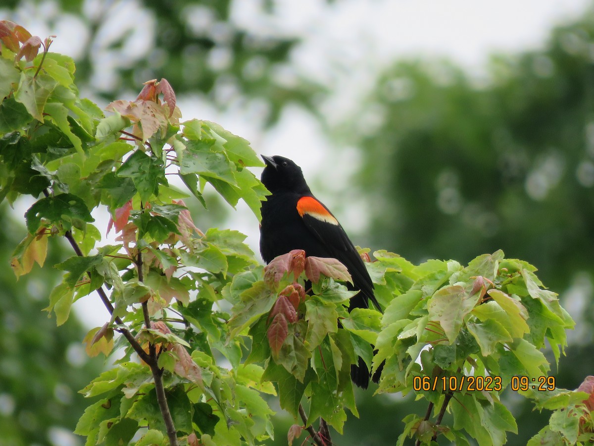 Red-winged Blackbird - Mary  Hudson