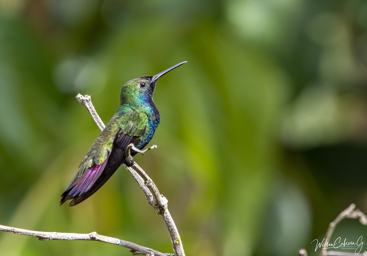 kolibřík tropický - ML584154921
