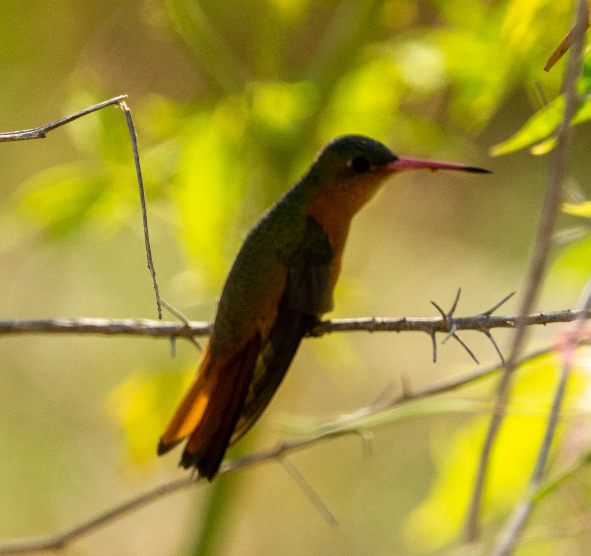 Cinnamon Hummingbird - ML584155021