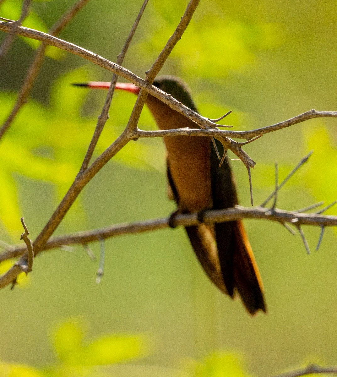 Cinnamon Hummingbird - ML584155031