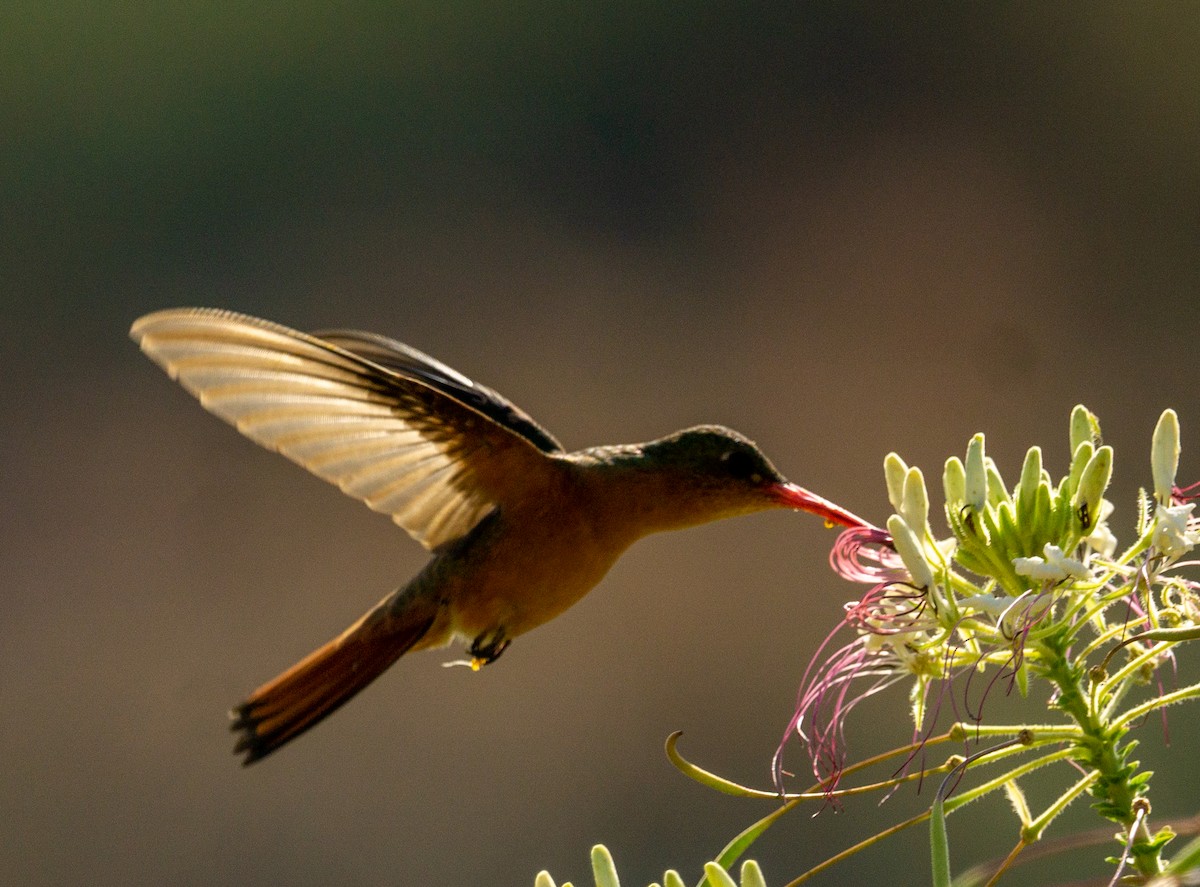 Cinnamon Hummingbird - ML584155041