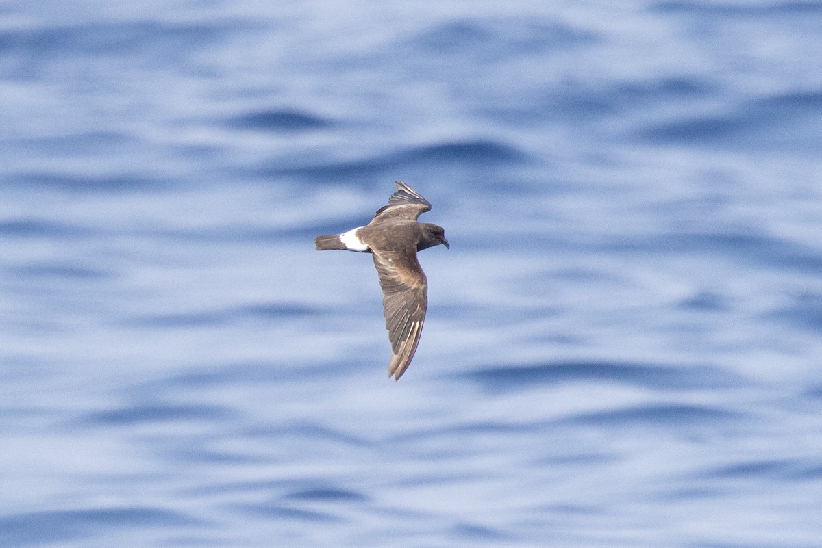 Band-rumped Storm-Petrel (Grant's) - Ed Corey