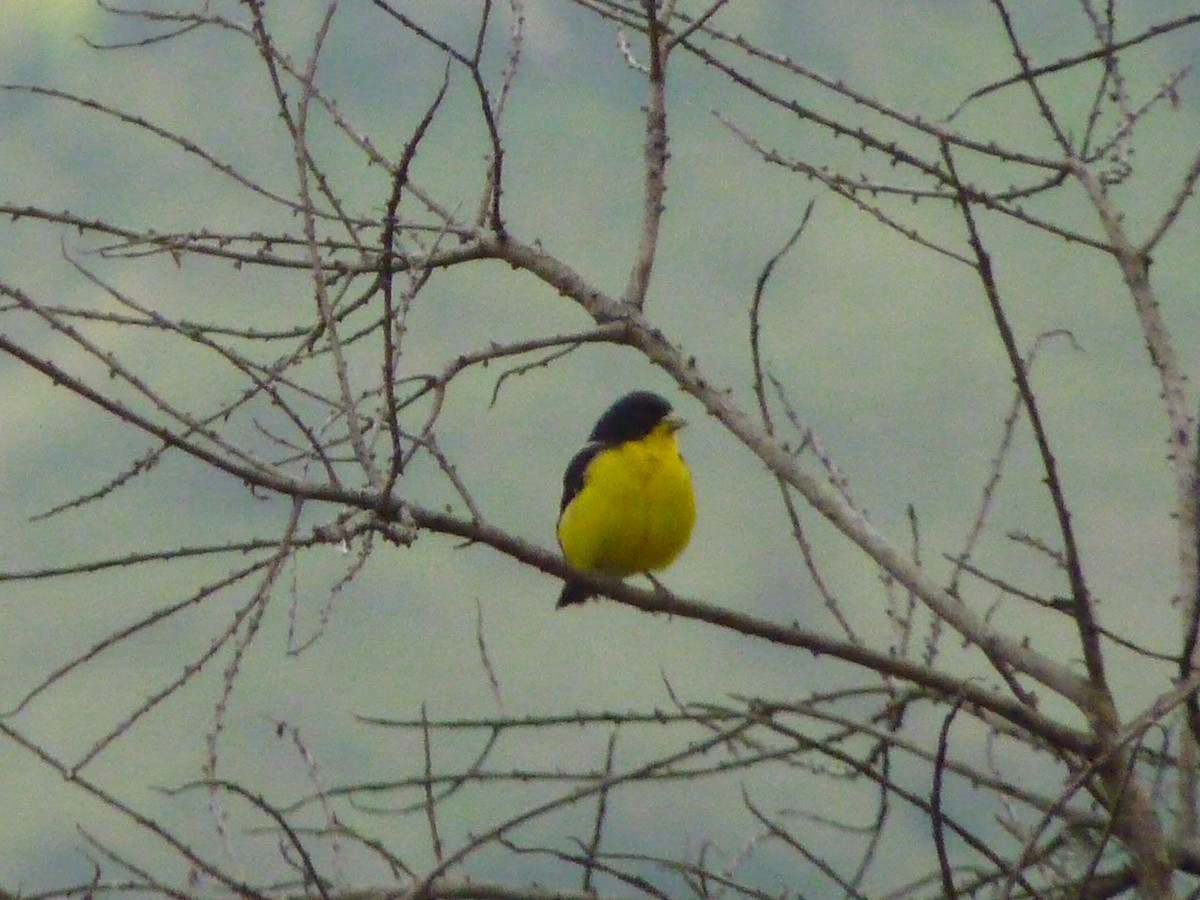 Lesser Goldfinch - ML584157341