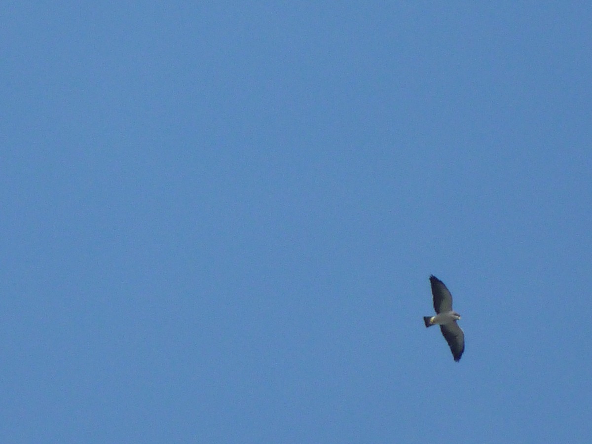 Short-tailed Hawk - Rafael Cuevas