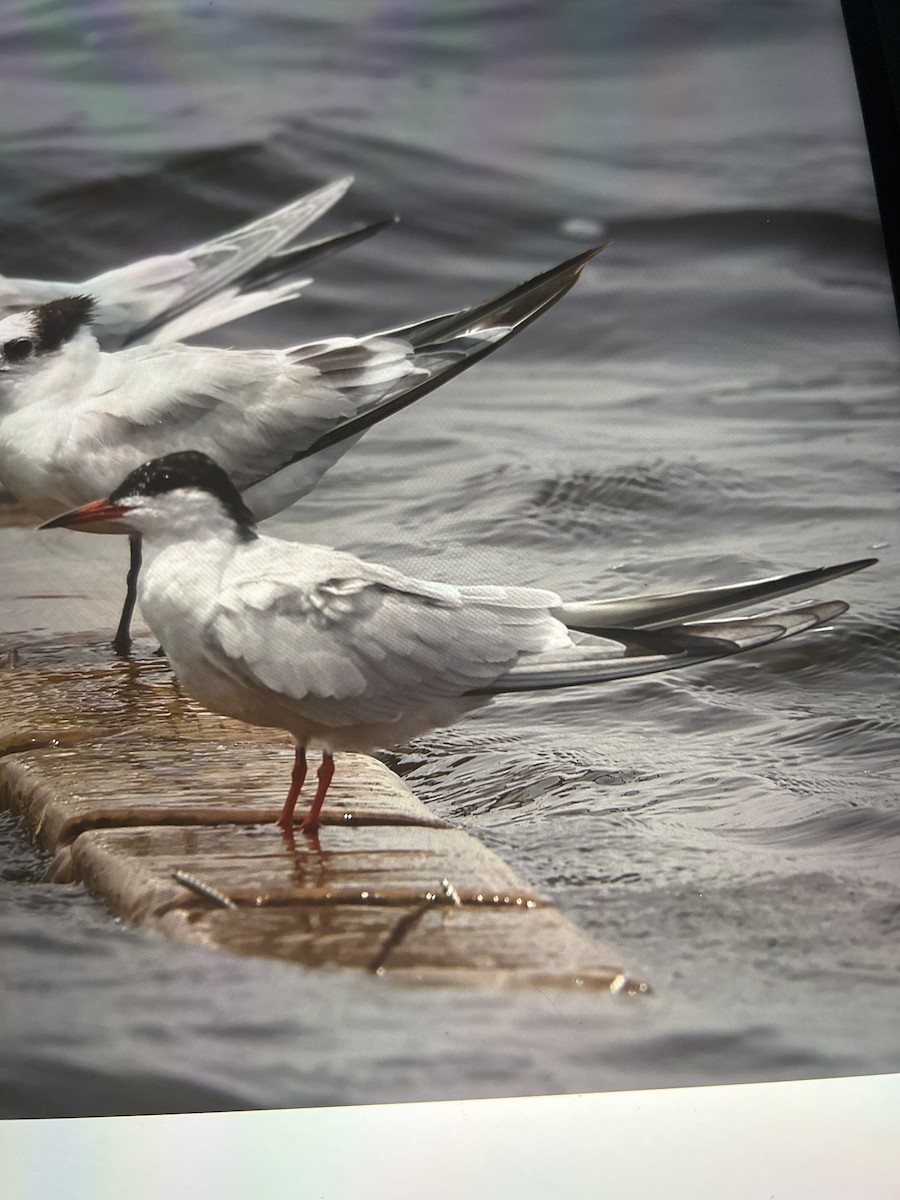 Common Tern - ML584158011