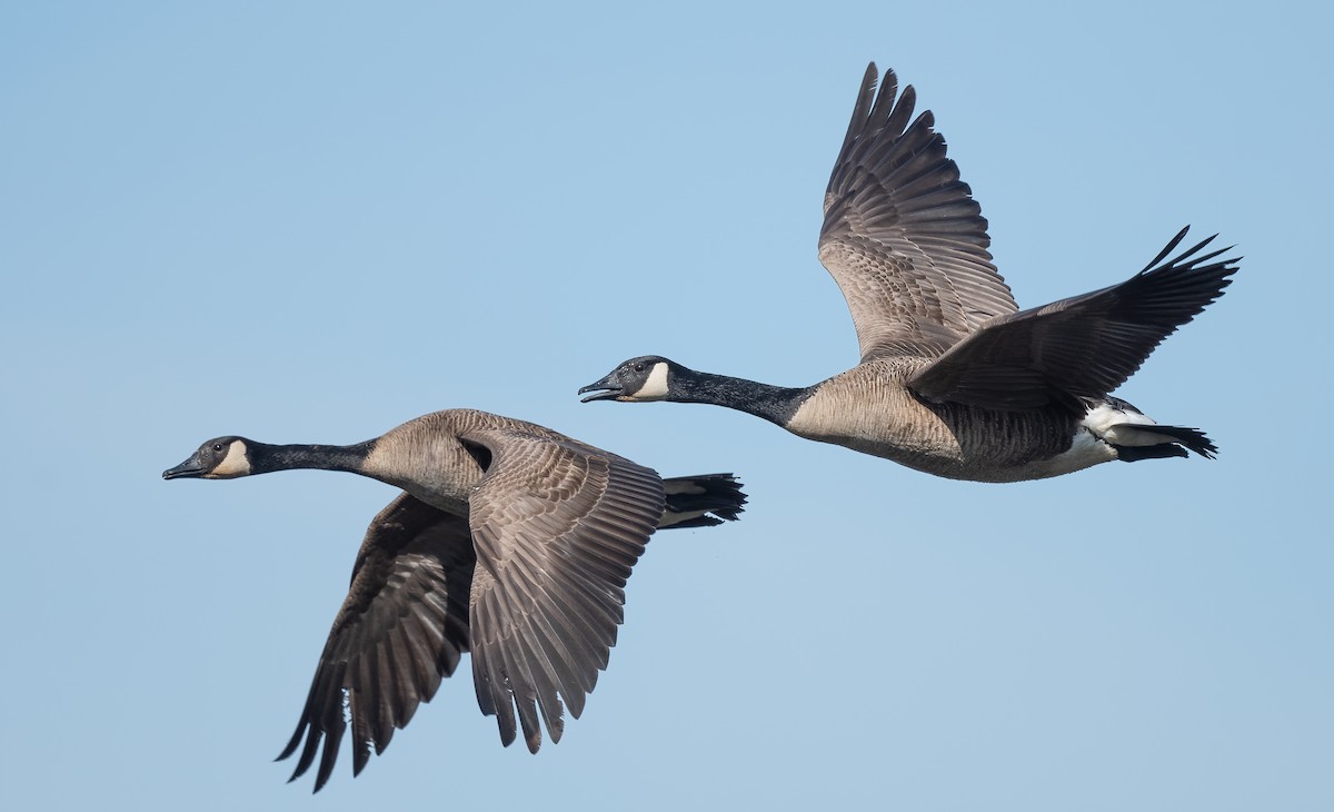 Canada Goose - ML584159291