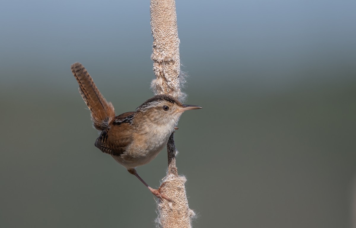 Marsh Wren - ML584159351