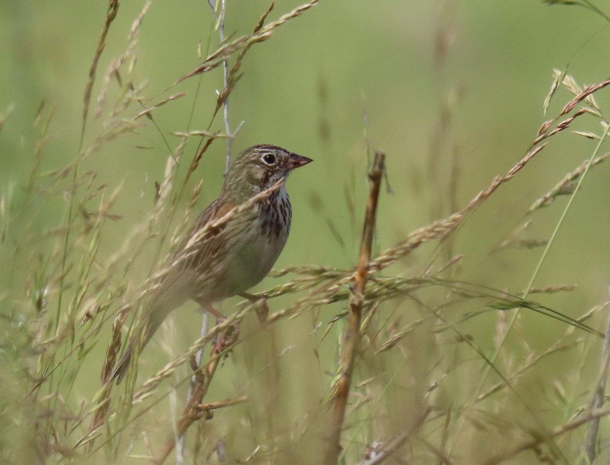 Vesper Sparrow - ML584160241