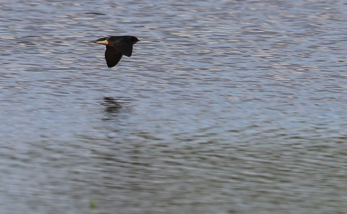 Barn Swallow (American) - Rob Bielawski