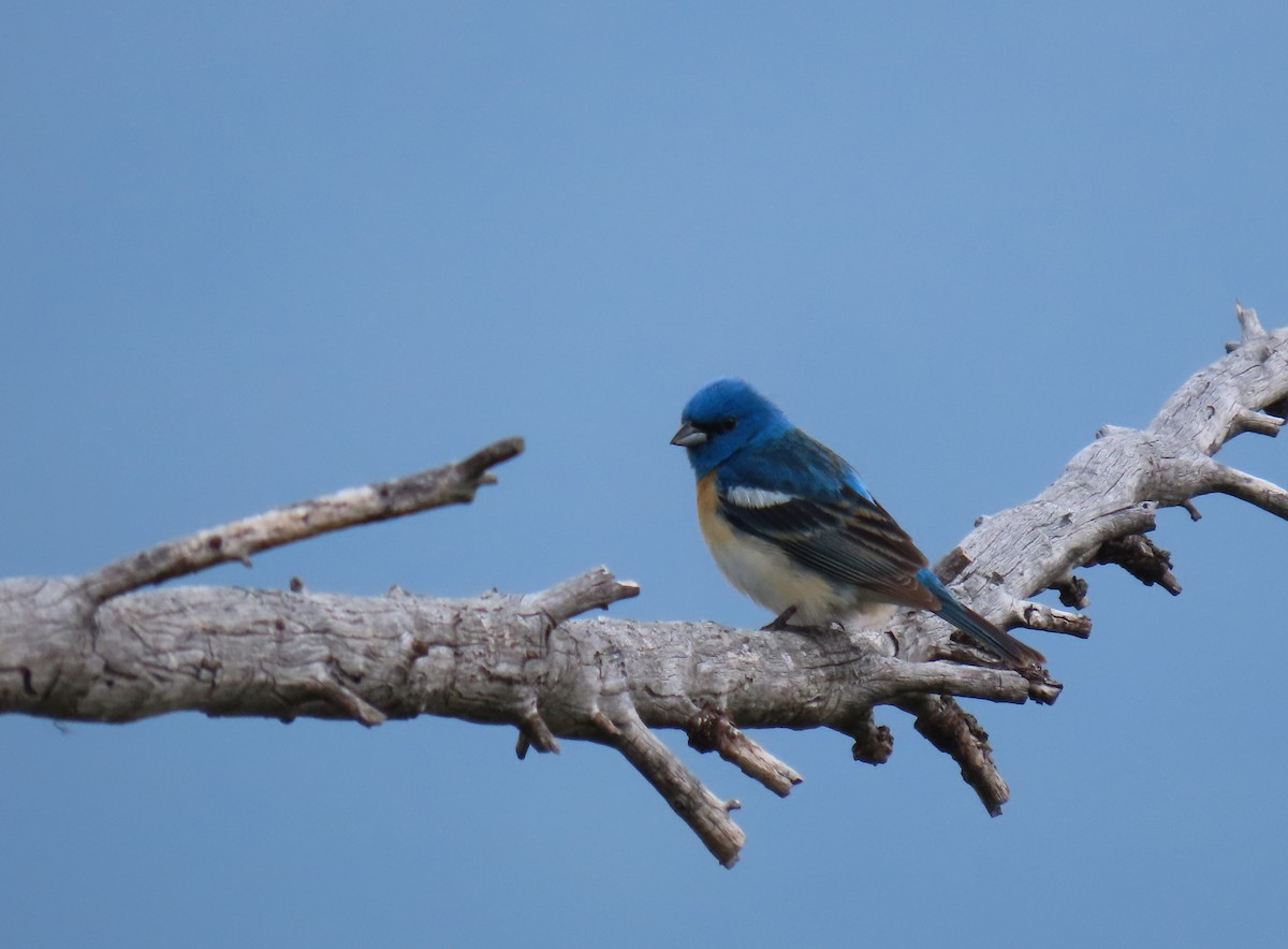 Lazuli Bunting - Sara Harris