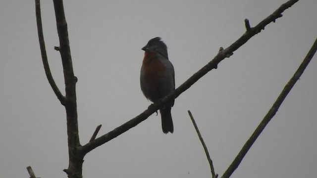 Chestnut-bellied Seedeater - ML584160841