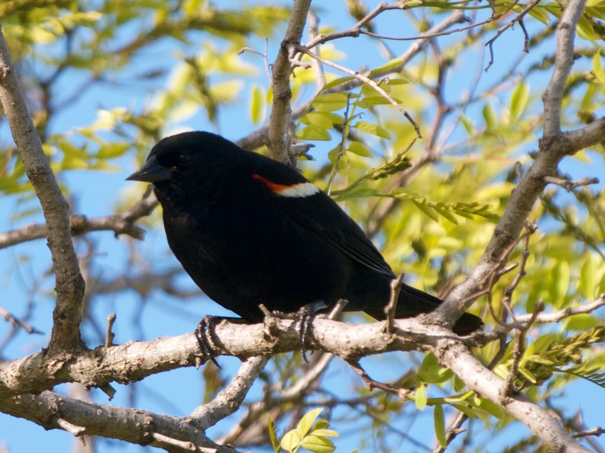 Red-winged Blackbird - ML58416311
