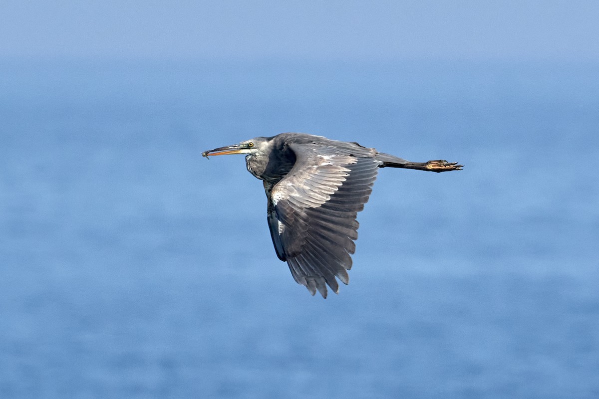 Great Blue Heron - Patrice St-Pierre