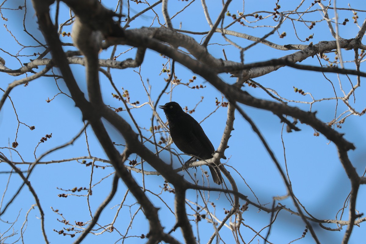 Rusty Blackbird - Nick Schleissmann