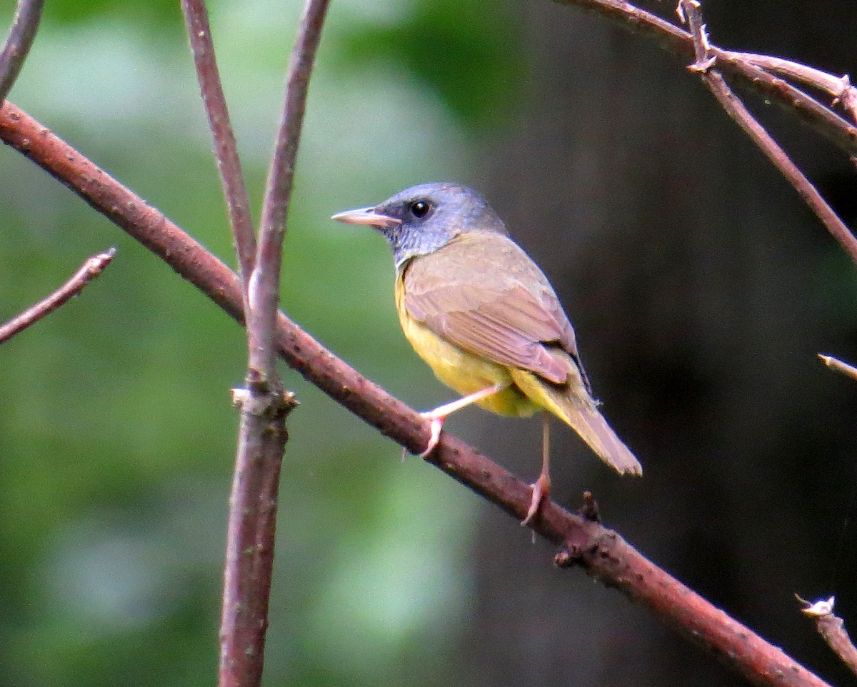 Mourning Warbler - Pam Campbell