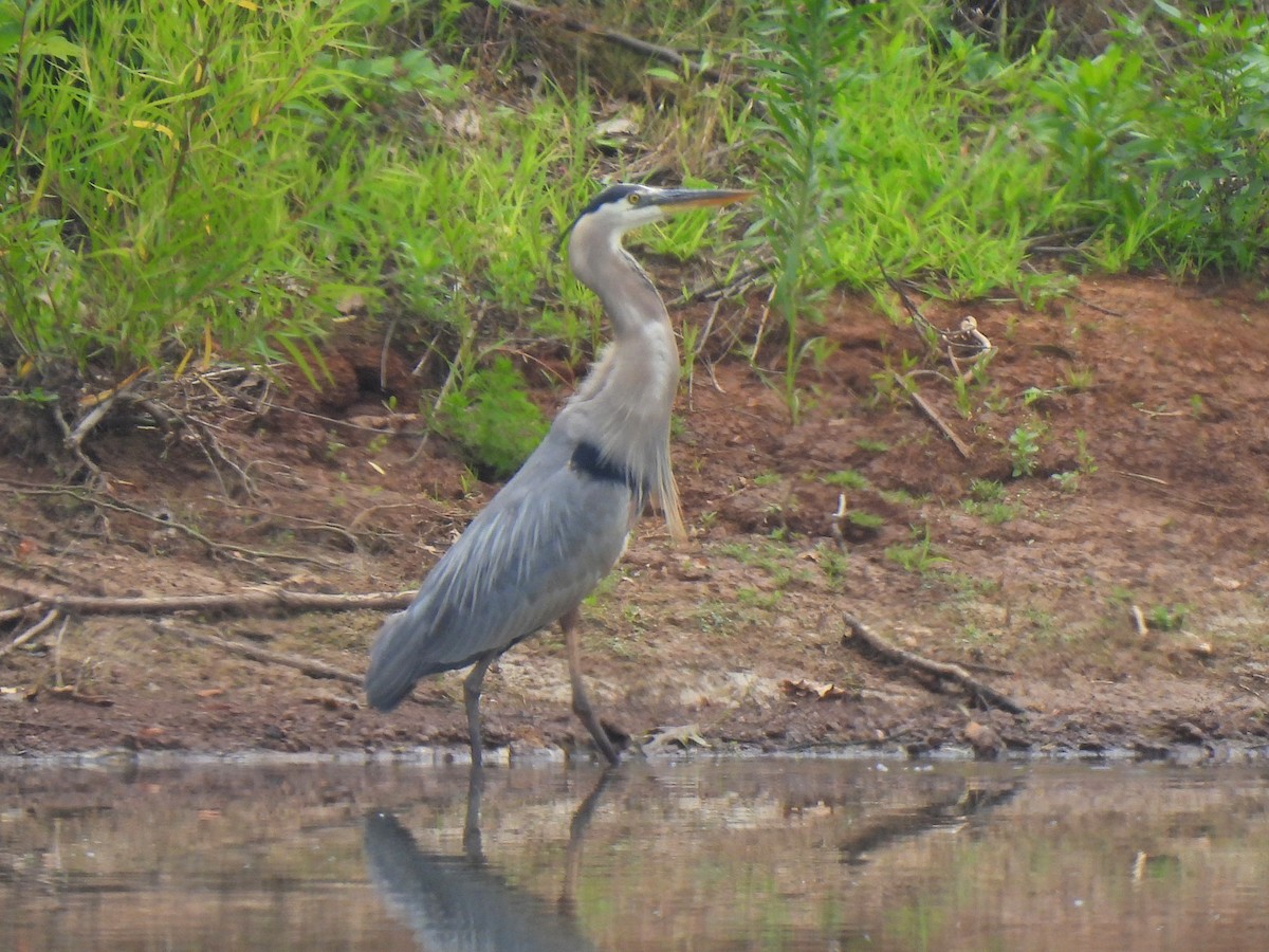 Great Blue Heron - ML584164741