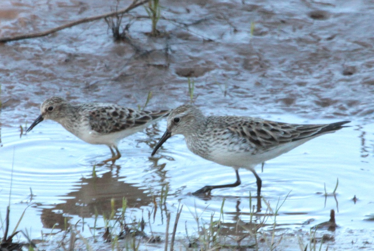 White-rumped Sandpiper - ML58416481