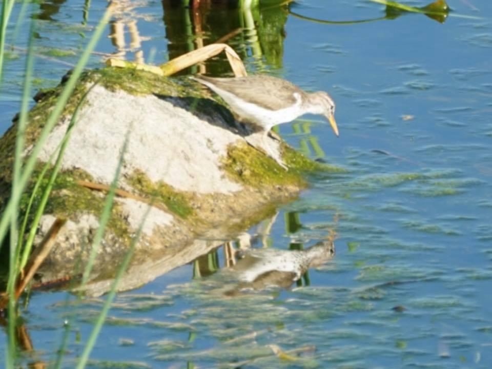 Spotted Sandpiper - ML584164861