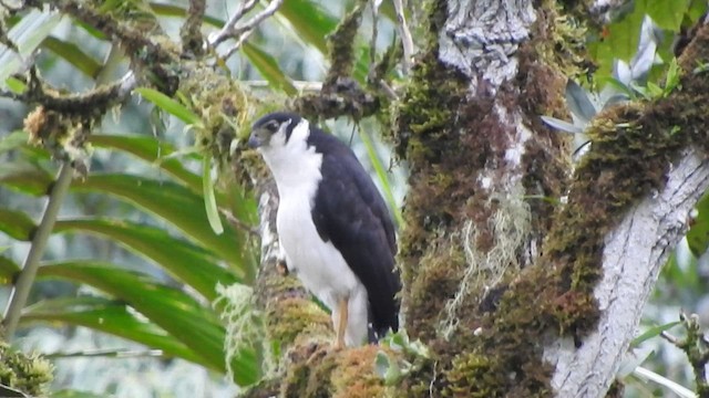 Collared Forest-Falcon - ML584166151