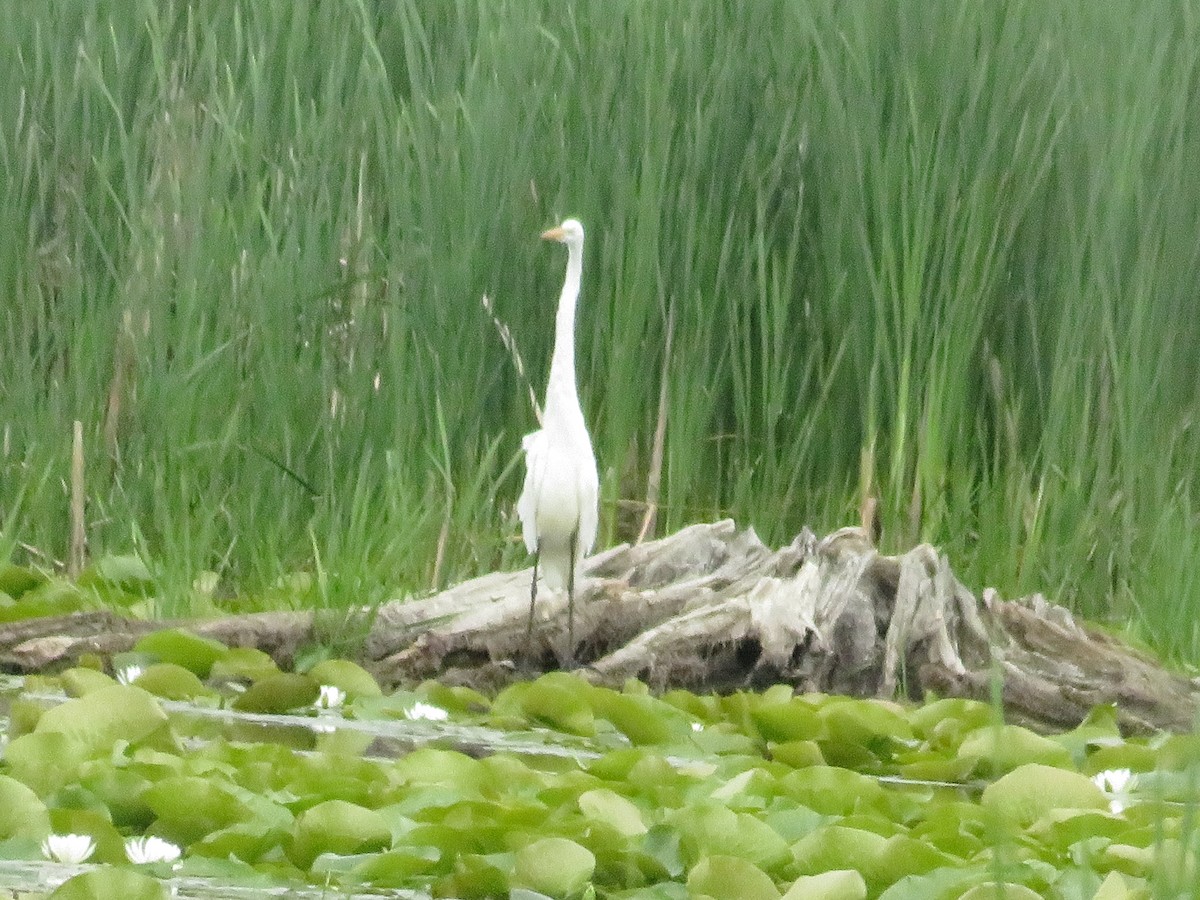 Great Egret - ML584166361