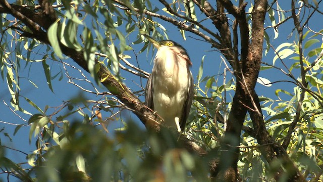 Nankeen Night Heron - ML584168071